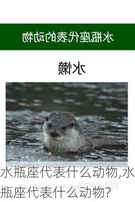 水瓶座代表什么动物,水瓶座代表什么动物?